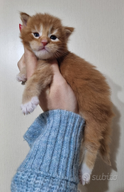Cuccioli di Maine Coon