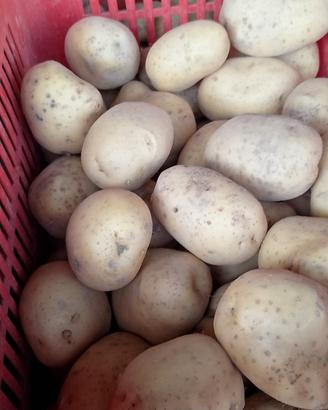patate 