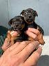 cuccioli-pinscher-nano