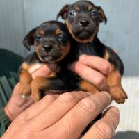 Cuccioli Pinscher Nano