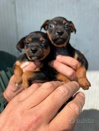Cuccioli Pinscher Nano
