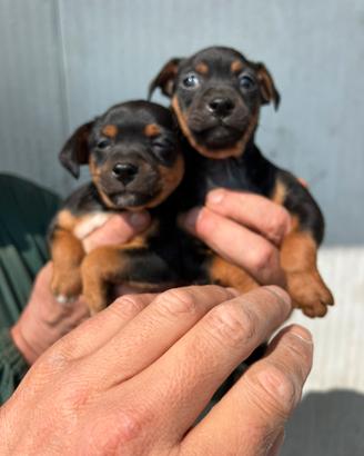 Cuccioli Pinscher Nano