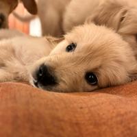 Cuccioli Golden Retriever con pedigree ENCI