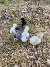 Marans e Araucana