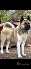 Akita Americano