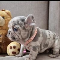 Bulldog francese liliac merle