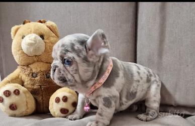 Bulldog francese liliac merle