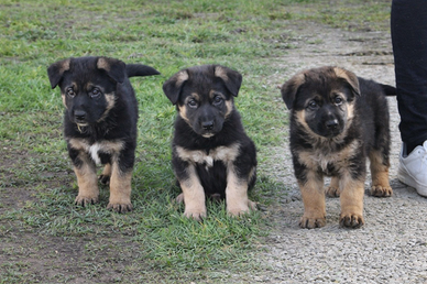 Cuccioli pastore tedesco