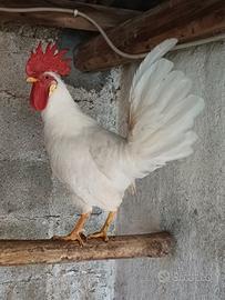 Galletto livornese