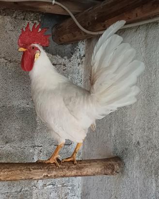 Galletto livornese
