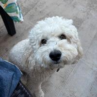 Barboncino per monta