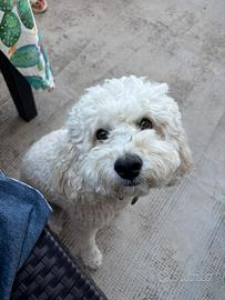 Barboncino per monta