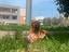 Immagine 4