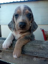 Cuccioli di bassotto nano