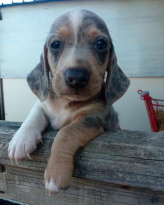Cuccioli di bassotto nano