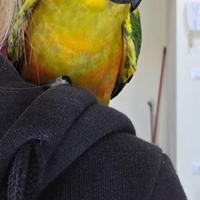 Conuro del Sole con Cites