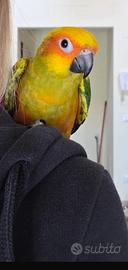 Conuro del Sole con Cites