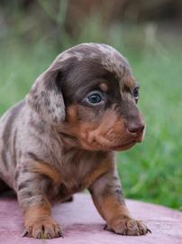 Cucciola bassotto kaninchen