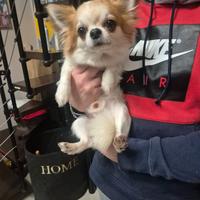 Chihuahua maschio disponibile per monta