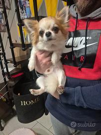 Chihuahua maschio disponibile per monta