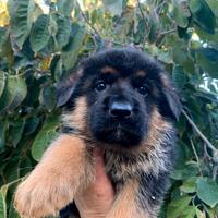 Cuccioli Pastore Tedesco