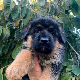 Cuccioli Pastore Tedesco