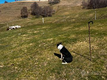 Cane da lavoro