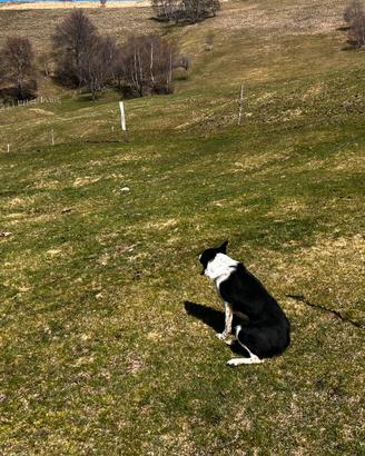 Cane da lavoro