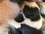 Immagine 4