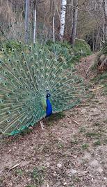 Pavone