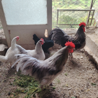 Coppie di galline