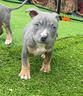 american-pitbull-terrier-ukc