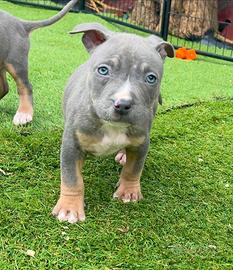 American pitbull terrier ukc