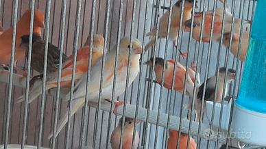 Canarini Arlecchino Portoghesi