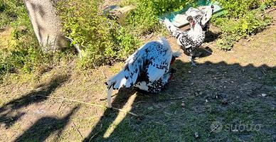 Galline