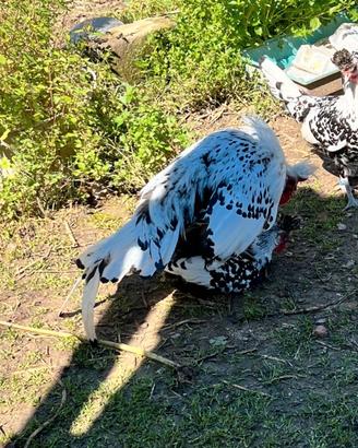 Galline