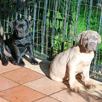 Cucciole di Cane Corso