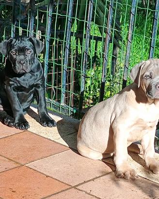 Cucciole di Cane Corso