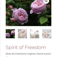 Rosa Spirit of Freedom ® Ausbite