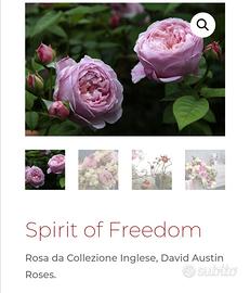 Rosa Spirit of Freedom ® Ausbite
