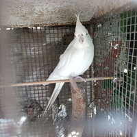 Calopsite albina femmina