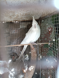 Calopsite albina femmina