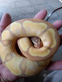 Serpente Pitone reale