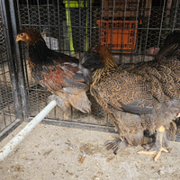 Tris galline brahma