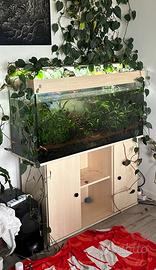 Acquario