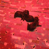 Barboncini toy/minitoy