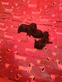 Barboncini toy/minitoy