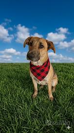 Cane femmina giovane 2 anni