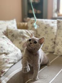 Cuccioli di british shorthair