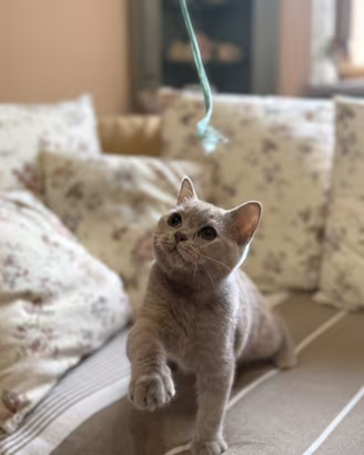 Cuccioli di british shorthair